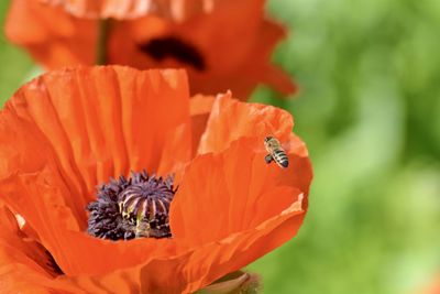 Close-up of bee pollinating on flower