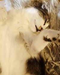 Close-up of cat sleeping