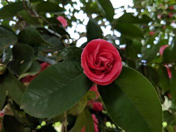 Close-up of rose plant