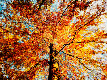 Low angle view of autumnal tree