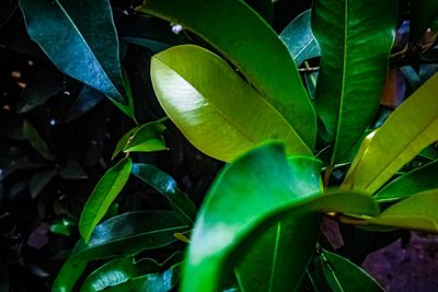 Close-up of green leaves on plant