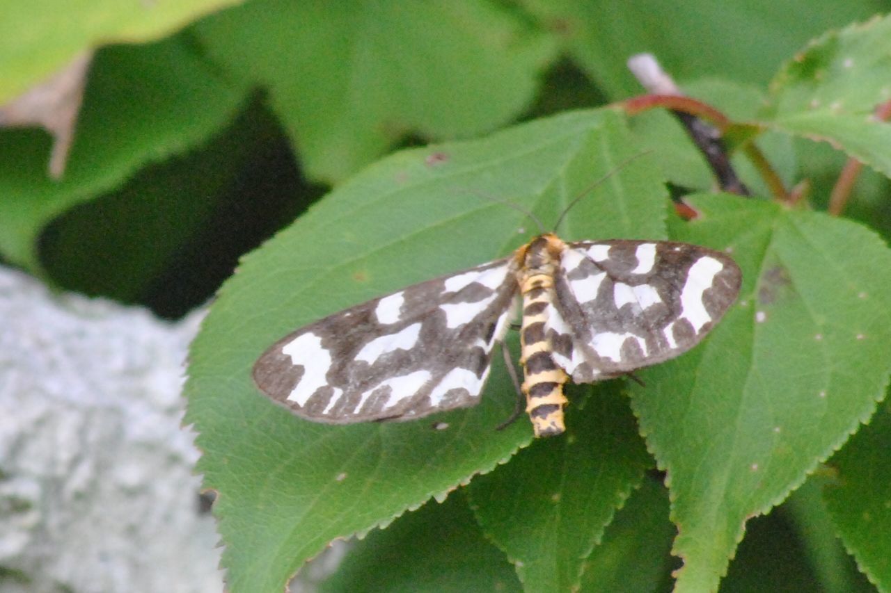 HIGH ANGLE VIEW OF BUTTERFLY ON LEAF