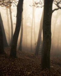 Sunlight streaming through trees in forest