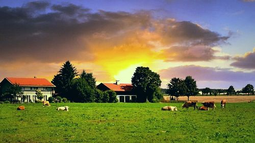 Rural grazing on grassy field