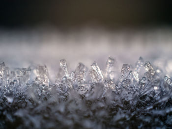 Close-up of frozen water