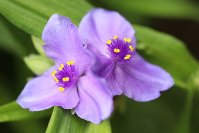 Close-up of purple iris flower