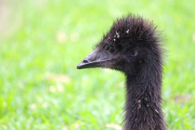Close up of a baby emu head