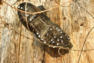 High angle view of insect on wood