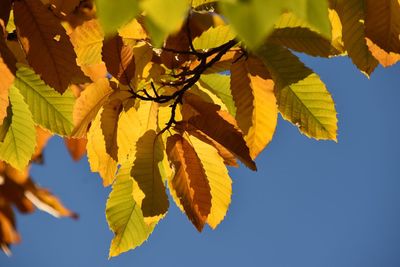 Low angle view of maple tree against sky