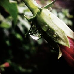 Close-up of flower