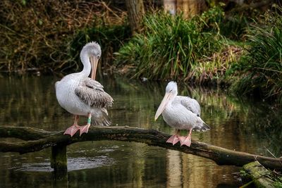 Pelicans sitting on tree trunk
