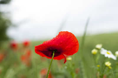 Close-up of red poppy flower on field