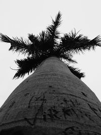 Low angle view of palm tree against clear sky