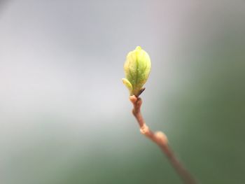 Close-up of green leaves