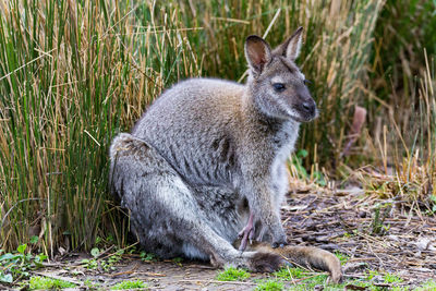 Side view of an animal looking away