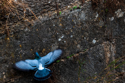 High angle view of bird flying