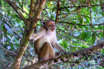 Monkey sitting on tree