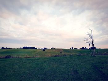 Scenic view of field against sky