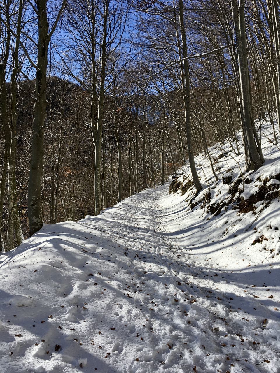 winter, tree, snow, cold temperature, plant, nature, land, beauty in nature, tranquility, no people, scenics - nature, forest, day, tranquil scene, bare tree, non-urban scene, sunlight, covering, environment, white, landscape, wilderness, outdoors, frozen, tree trunk, trunk, growth, woodland, branch, field, sky, deep snow, freezing, natural environment, ridge, idyllic, remote