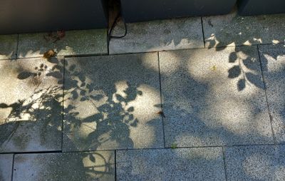 wall