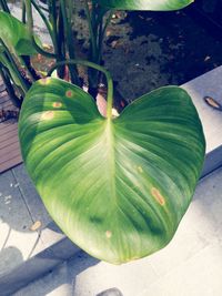 Close-up of fresh green leaf