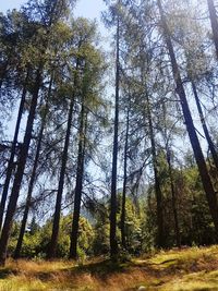 Low angle view of bamboo trees in forest