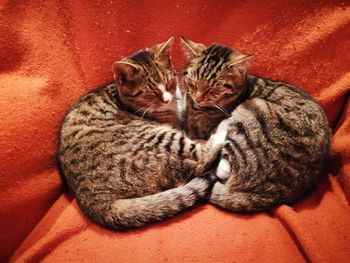 Close-up of kitten sleeping