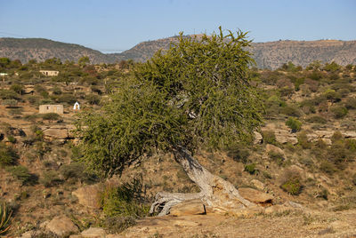 Plants growing on land