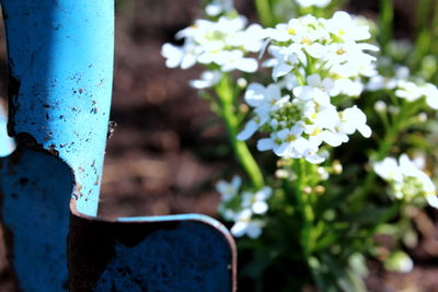 Close-up of blue flowering plant