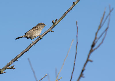 Low angle view of bird perching on tree