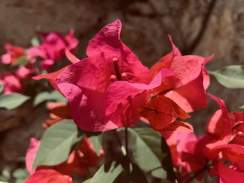 Close-up of pink rose plant with red leaves