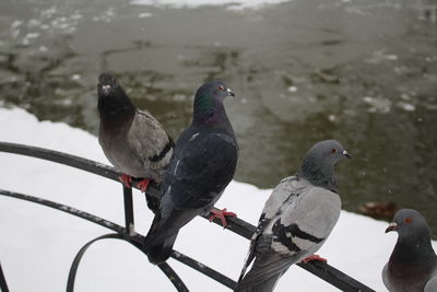 Close-up of birds perching on snow