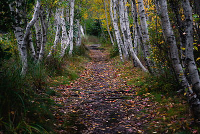 Footpath amidst trees in forest