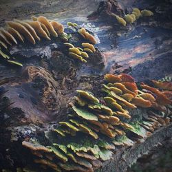 High angle view of mushrooms on rock
