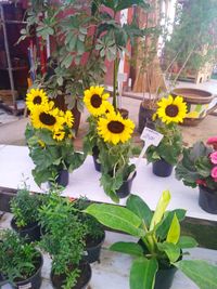 Close-up of yellow flowers in pot