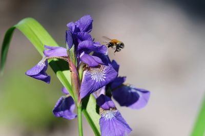 Close-up of bee pollinating on purple flower