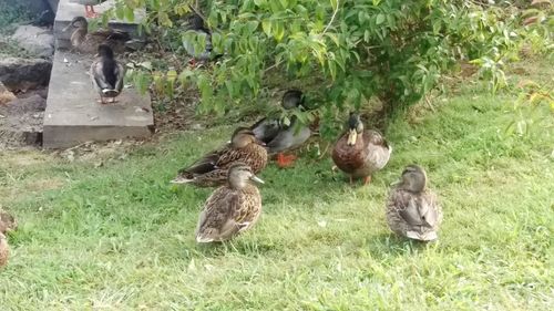 Ducks on a field