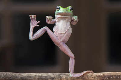 Full length portrait of frog standing on stick