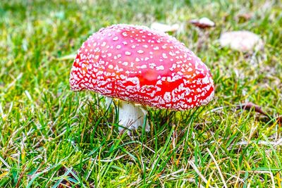 Close-up of fly agaric mushroom on field