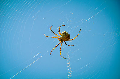 Close-up of spider on web