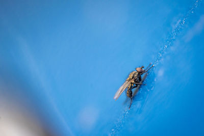 Close-up of an insect