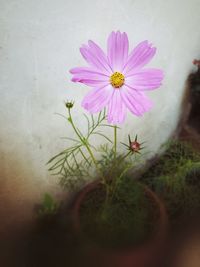 Close-up of pink cosmos flower against wall