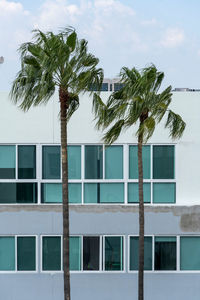 Palm tree in the middle of the city, view of houses