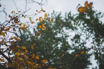 Low angle view of flower tree against sky