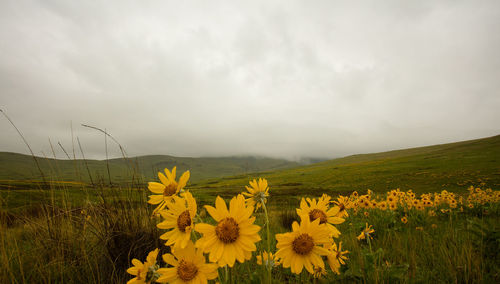 Yellow flowers blooming on field against sky