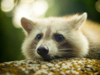 Close-up portrait of a cat
