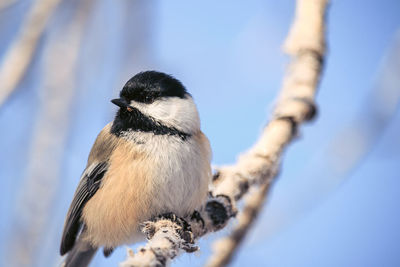 Low angle view of bird perching on branch