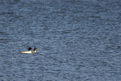 Ducks swimming in sea