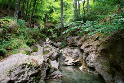 Stream flowing through rocks in forest