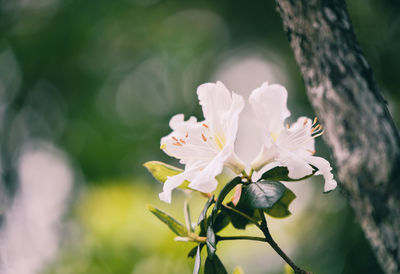 Close-up of fresh white cherry blossom tree